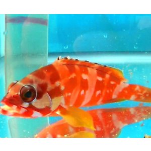 画像: 《近海産海水魚》アカハタ（Mサイズ）…ハンドコート採取