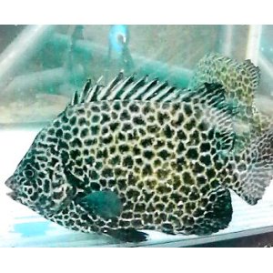 画像: 《近海産海水魚》イシガキダイ（SMサイズ）1匹・・ハンドコート採取