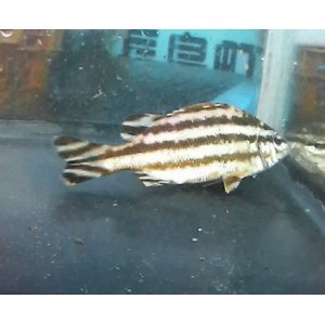 画像: 《近海産海水魚》ヒメコトヒキ（Ｓサイズ）…ハンドコート採取