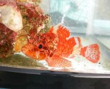 画像: 《近海産海水魚》イソカサゴ　ベビーサイズ