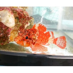 画像: 《近海産海水魚》イソカサゴ　ベビーサイズ