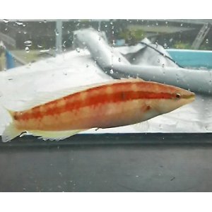 画像: 《近海産海水魚》イトベラ雌（1匹）…ハンドコート採取