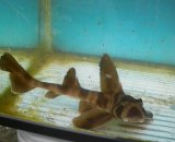 画像: 《近海産海水魚》ネコザメ(SMサイズ)1匹・・ハンドコート採取