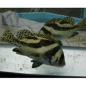 画像: 《近海産海水魚》コショウダイ【珍サイズ】1匹…ハンドコート採取