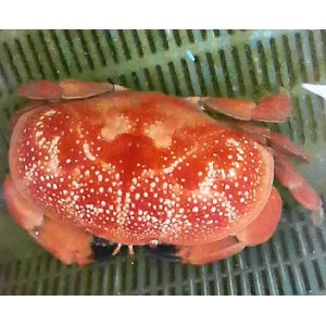 画像: ホシマンジュウガニ（MLサイズ）フリー個体
