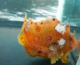 画像: 《近海産》ベニカエルアンコウ…ハンドコート採取