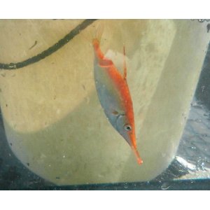 画像: 《深海性海水魚》サギフエ10匹セット‥近海ハンドコート採取