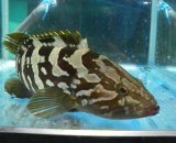 画像: 《近海産海水魚》☆☆☆クエ（MLサイズ）…ハンドコート採取・・スーパーセール中商品！
