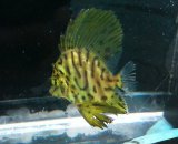 画像: 《近海産海水魚》【激レアサイズ】テングダイ幼魚・・・ハンドコート採取