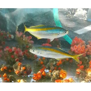 画像: 《近海産海水魚》タカベ幼魚（1匹）…当店ハンドコート採取