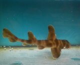画像: 《近海産海水魚》ネコザメ（Lサイズ）1匹…ハンドコート採取‥