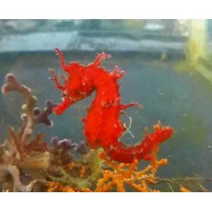 画像: 《近海産海水魚》ハナタツレッド【ワイルド良血個体】…