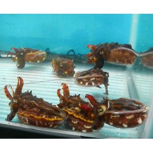 画像: ☆☆☆ハナイカ・・大特価！！