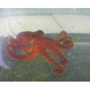 画像: 《近海産甲殻類》☆★マメダコ…当店ハンドコート採取