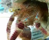 画像: 《近海産甲殻類》オニヤドカリ属の1種