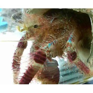 画像: 《近海産甲殻類》オニヤドカリ属の1種