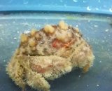 画像: 《近海産甲殻類》オオタマオウギガニ（フリー個体）…ハンドコート採取