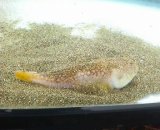 画像: 《近海産海水魚》キビレミシマ（ＳＭサイズ）