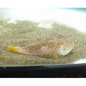 画像: 《近海産海水魚》キビレミシマ（ＳＭサイズ）