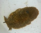 画像: 《近海産甲殻類》ウミフクロウ（Sサイズ）・・・当店ハンドコート採取