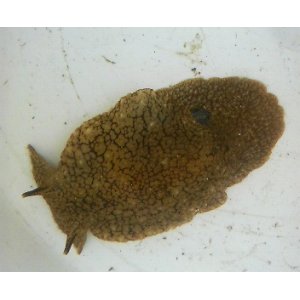 画像: 《近海産甲殻類》ウミフクロウ（Sサイズ）・・・当店ハンドコート採取