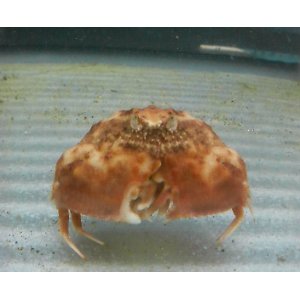 画像: 《近海産甲殻類》カラッパ科の幼体