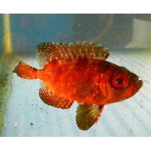 ２匹 ニシキアナゴ セブ SM/MSサイズ フィリピン 希少 海水魚 熱帯魚 生体 即決 ８０サイズ関東送料８７３円 - 魚類、水生生物