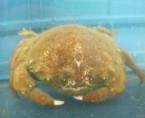 画像: 《近海産甲殻類》オオカイカムリ（Mサイズのフリー個体）…ハンドコート採取