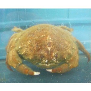 画像: 《近海産甲殻類》オオカイカムリ（Mサイズのフリー個体）…ハンドコート採取
