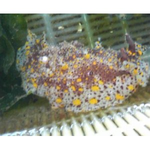 画像: ヒカリウミウシ