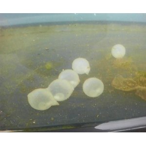 画像: ☆☆☆孵化間近！！当店ブリードハナイカの卵（有精卵）・・3個セット・・・スーパーセール　