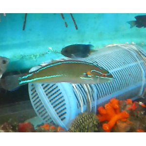 画像: 《近海産海水魚》カミナリベラ（雄）…ハンドコート採取