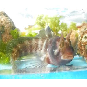 画像: 《近海産海水魚》イソギンポ…☆★サマーセール対象商品でおススメです ！