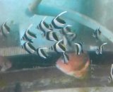 画像: 《近海産海水魚》ハタタテダイ幼魚（1匹）…当店ハンドコート採取☆★