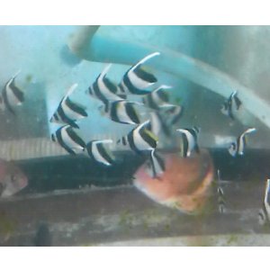 画像: 《近海産海水魚》ハタタテダイ幼魚（1匹）…当店ハンドコート採取☆★