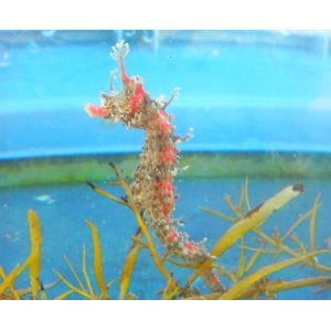 画像: 《近海産海水魚》ハナタツレッド【擬態軟骨発達極良血個体】・・幼魚色が残っていますが、将来有望個体です！