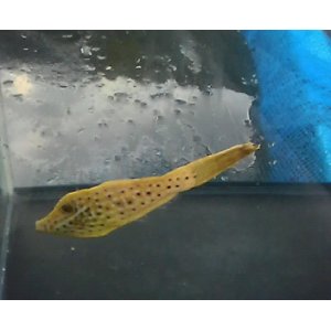 海水魚 海洋生物 アクアマリンズ ハギ フグ の仲間 Page 2