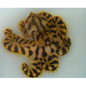 画像: 《近海産甲殻類》☆☆超危険生物☆☆ヒョウモンダコ…当店ハンドコート採取