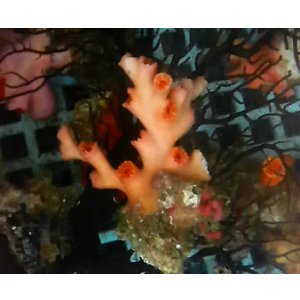 画像: オキノセキサンゴ(約5センチ）