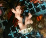 画像: オキノセキサンゴ（ＳＰ）　特殊カラー（ホワイトポリプ）