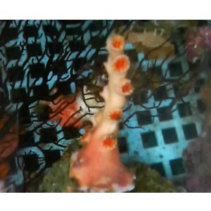 画像: オキノセキサンゴ(約10センチ）
