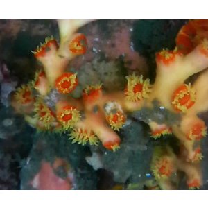 画像: オキノセキサンゴ(約20センチ）