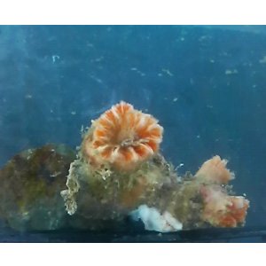 画像: シオガマサンゴの仲間？