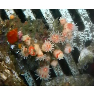 画像: シロバナキサンゴ　コロニー（土台約7センチ前後）