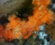 画像1: オノミチキサンゴ（約12センチ）