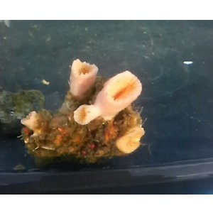 画像: 深海産サンゴ（シオガマの仲間？）