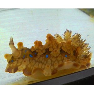 画像: `《近海産甲殻類》ミヤコウミウシ…当店ハンドコート