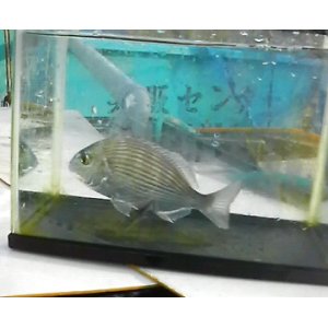 海水魚 海洋生物 アクアマリンズ】販売 通販 卸 小売 (Page 6)