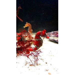 画像: 《近海産海水魚》ハナタツレッド・・・ブリード個体