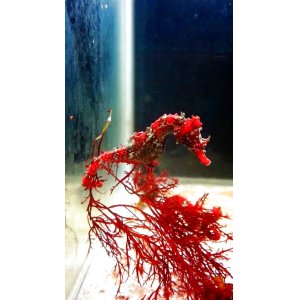 画像: 《近海産海水魚》ハナタツレッド・・・ブリード個体
